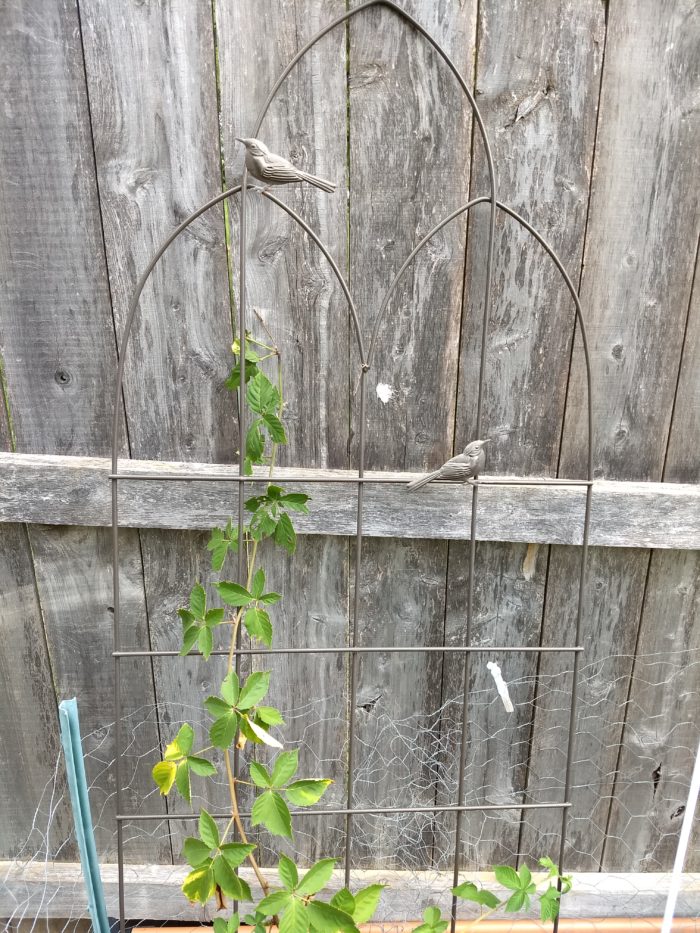 Gardenline Garden Trellis