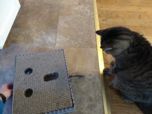 Heart to Tail Cat Activity Box