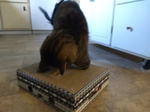 Heart to Tail Cat Activity Box