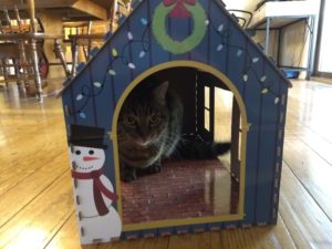 Heart to Tail Cat Scratching Playhouse
