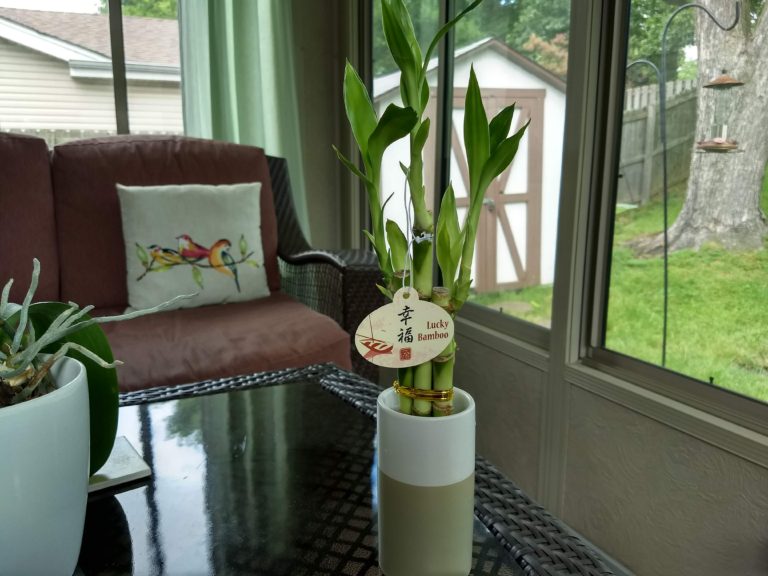 Aldi Lucky Bamboo