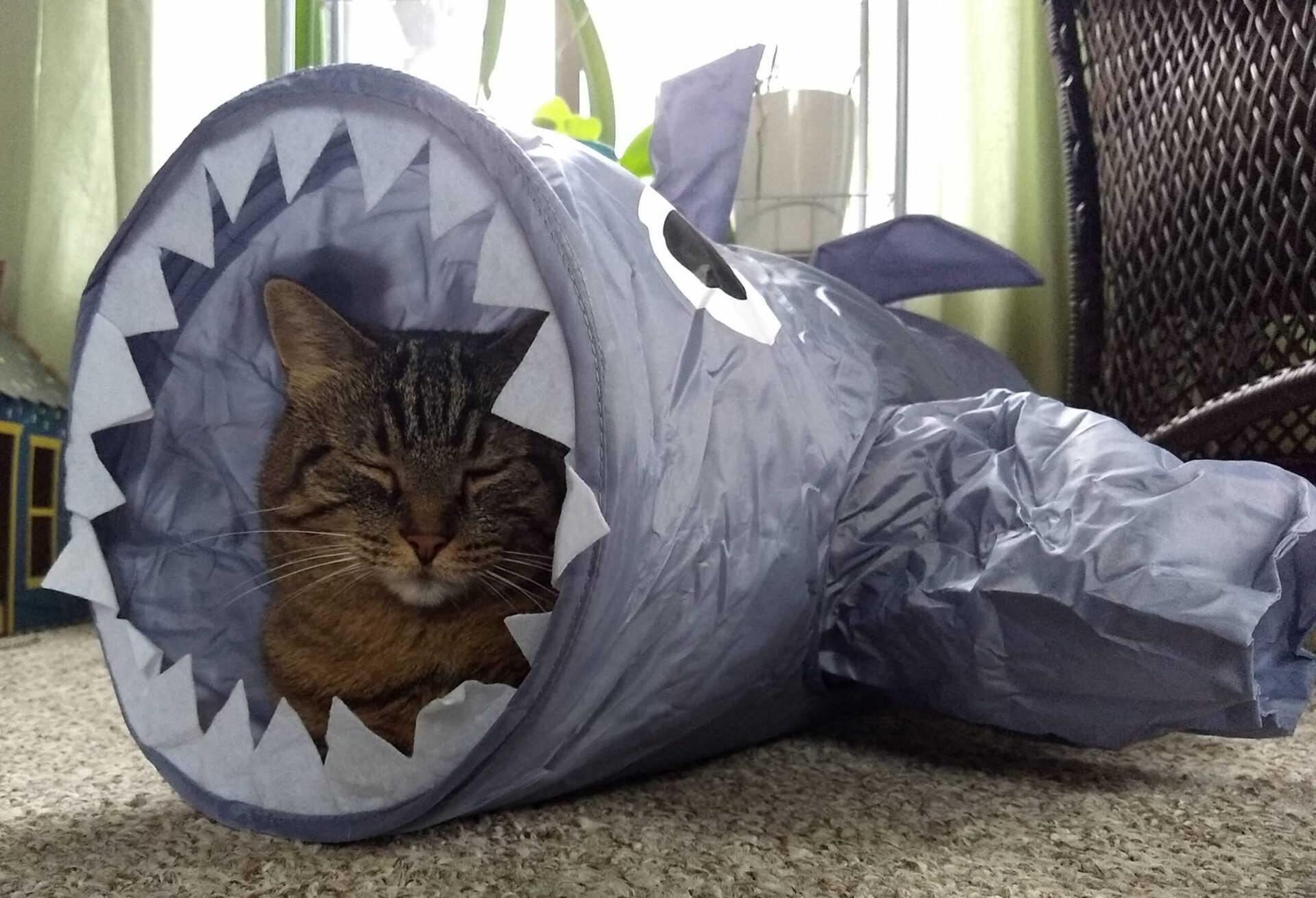 Heart to Tail Shark Cat Tunnel | ALDI 