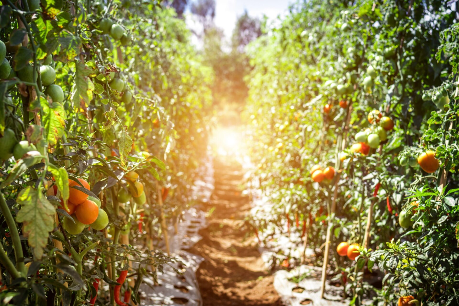 pathway-between-tomato-fruits-1675211