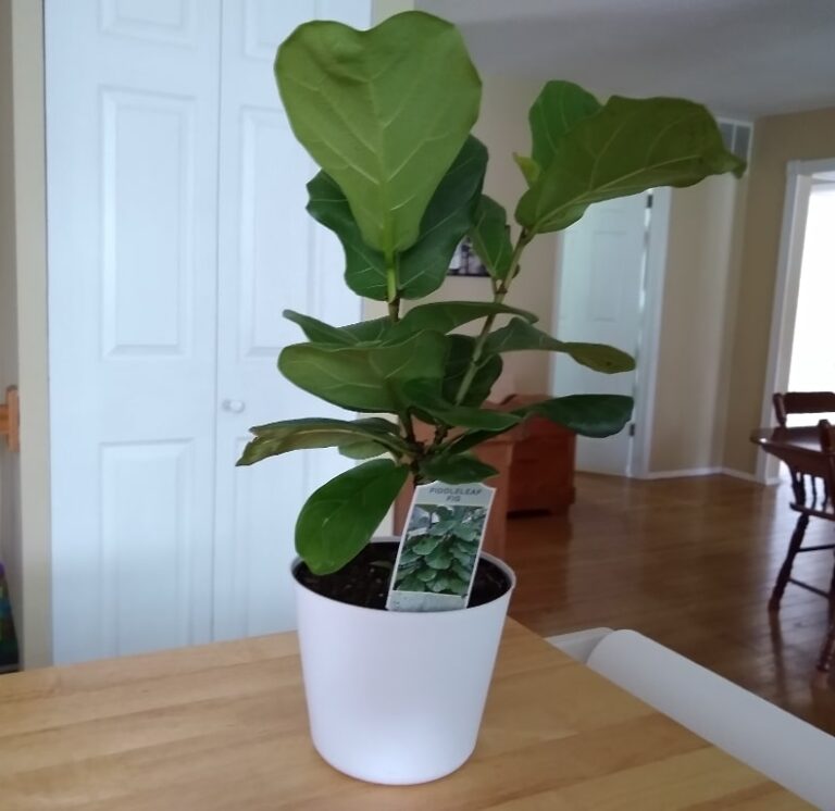 Aldi Fiddle Leaf Fig