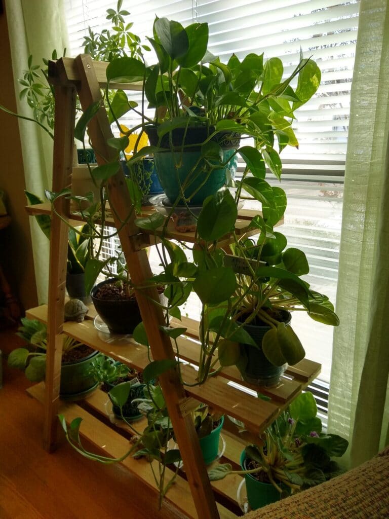 Why I Love Aldi Houseplants