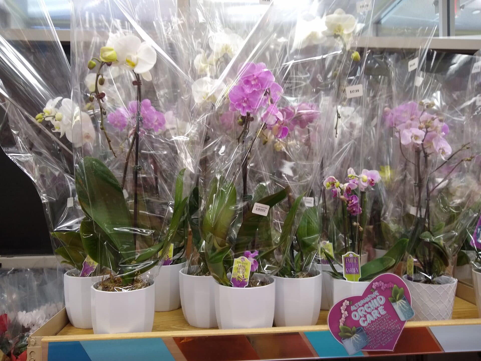 Why I Love Trader Joe's Houseplants | Aldi Reviewer