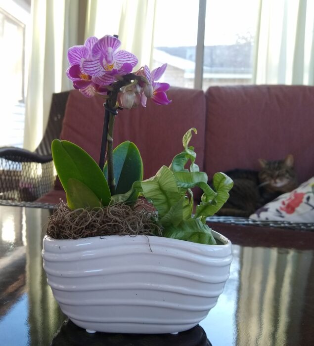 Why I Love Trader Joe's Houseplants