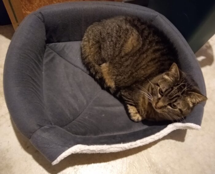 Heart to Tail Dozy Den Cat Bed
