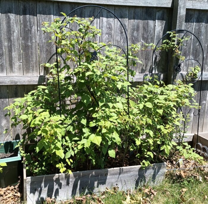 Gardenline Everbearing Raspberries