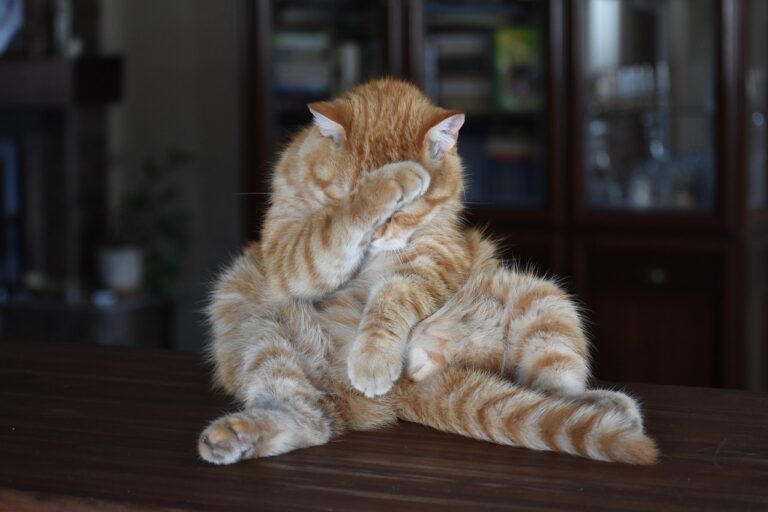 Shamed cat.