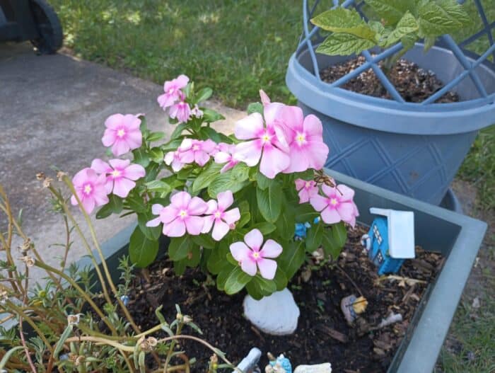 Is Aldi Gardenline Garden Soil Any Good