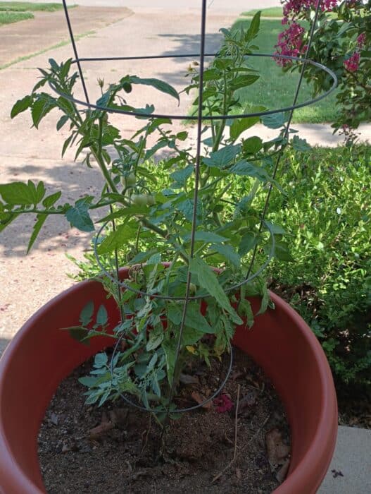 Is Aldi Gardenline Garden Soil Any Good