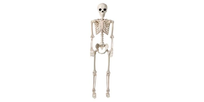 The Halloween Collection 5 Foot Posable Skeleton