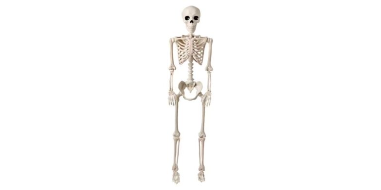 The Halloween Collection 5 Foot Posable Skeleton