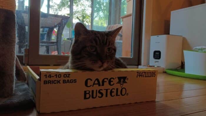 Aldi Reviewer Cat - July 2024