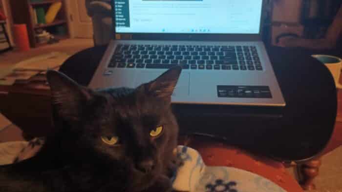 Aldi Reviewer Cat