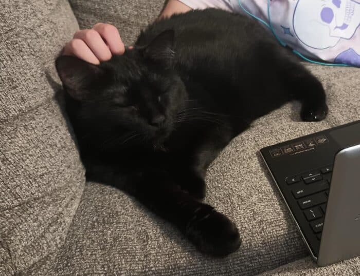 Aldi Reviewer Cat