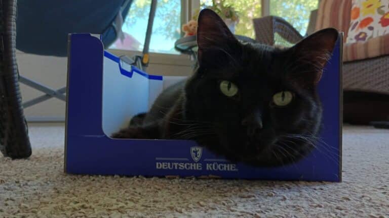 Aldi Reviewer Cat