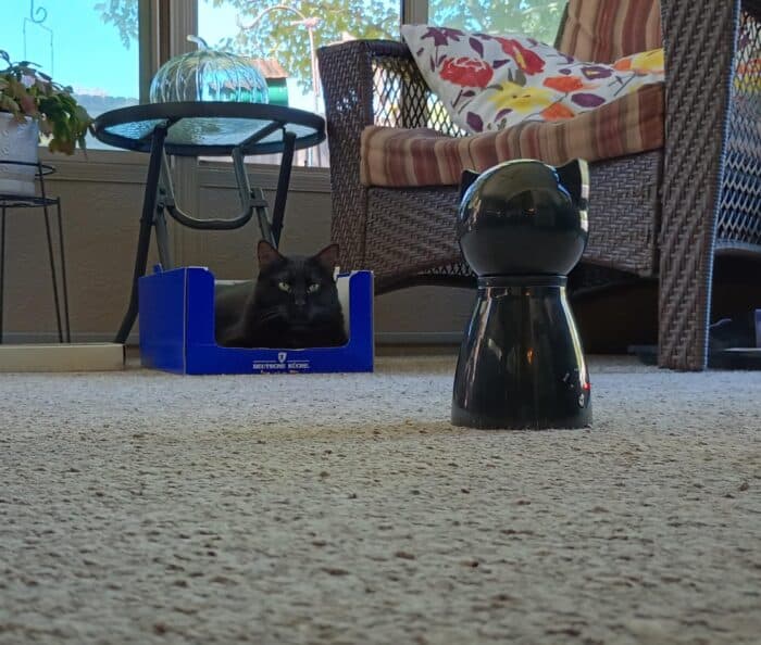 Heart to Tail Cat Laser 8