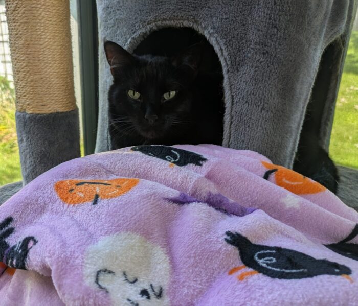 The Halloween Collection Halloween Throw