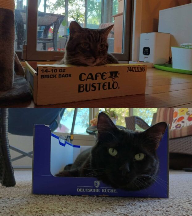 Aldi Reviewer Cat - Old and New